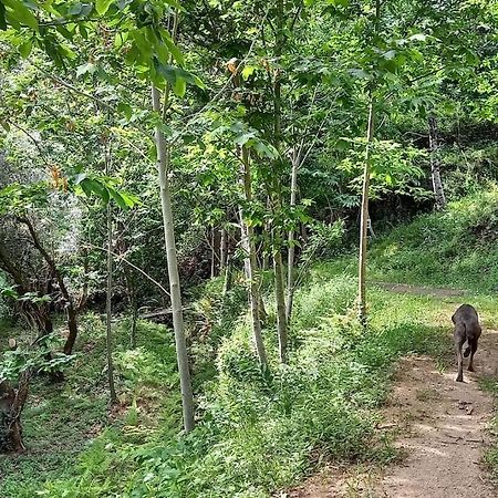 Cabin Quinta Pomar Do Pontido Cabeceiras de Basto Εξωτερικό φωτογραφία