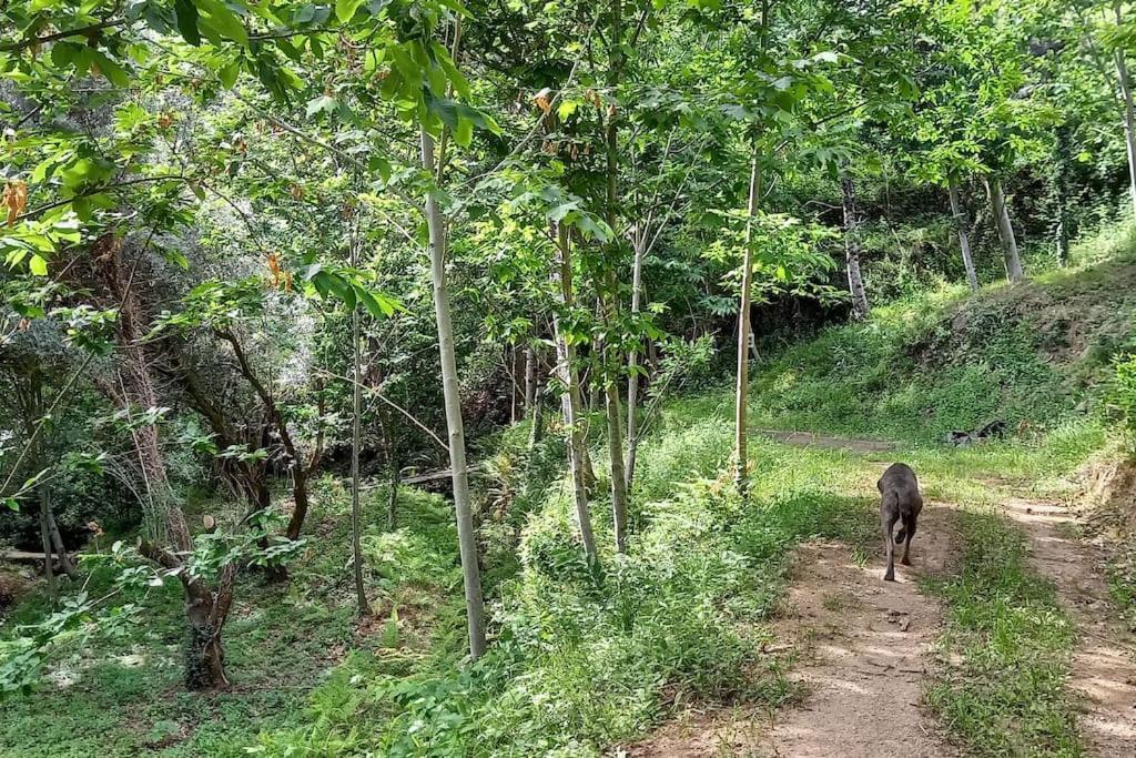 Cabin Quinta Pomar Do Pontido Cabeceiras de Basto Εξωτερικό φωτογραφία