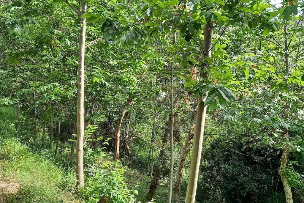 Cabin Quinta Pomar Do Pontido Cabeceiras de Basto Εξωτερικό φωτογραφία